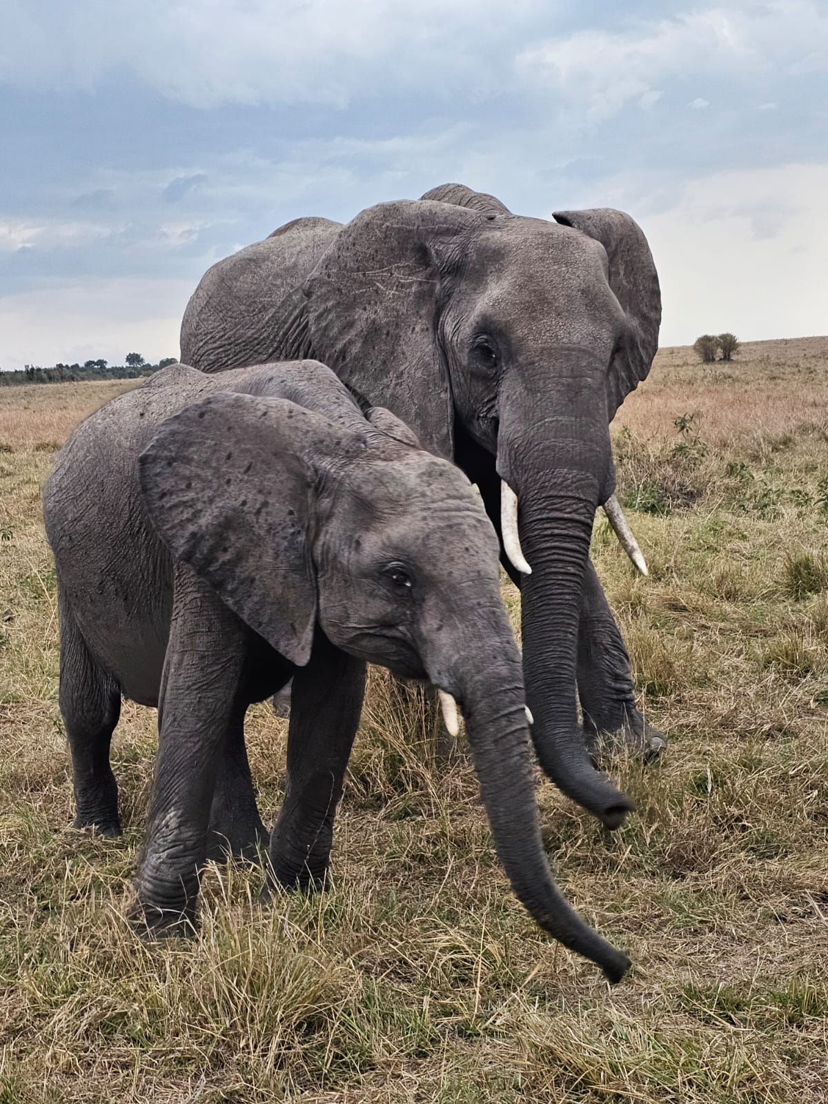 8-Day Kenya Luxury Safari