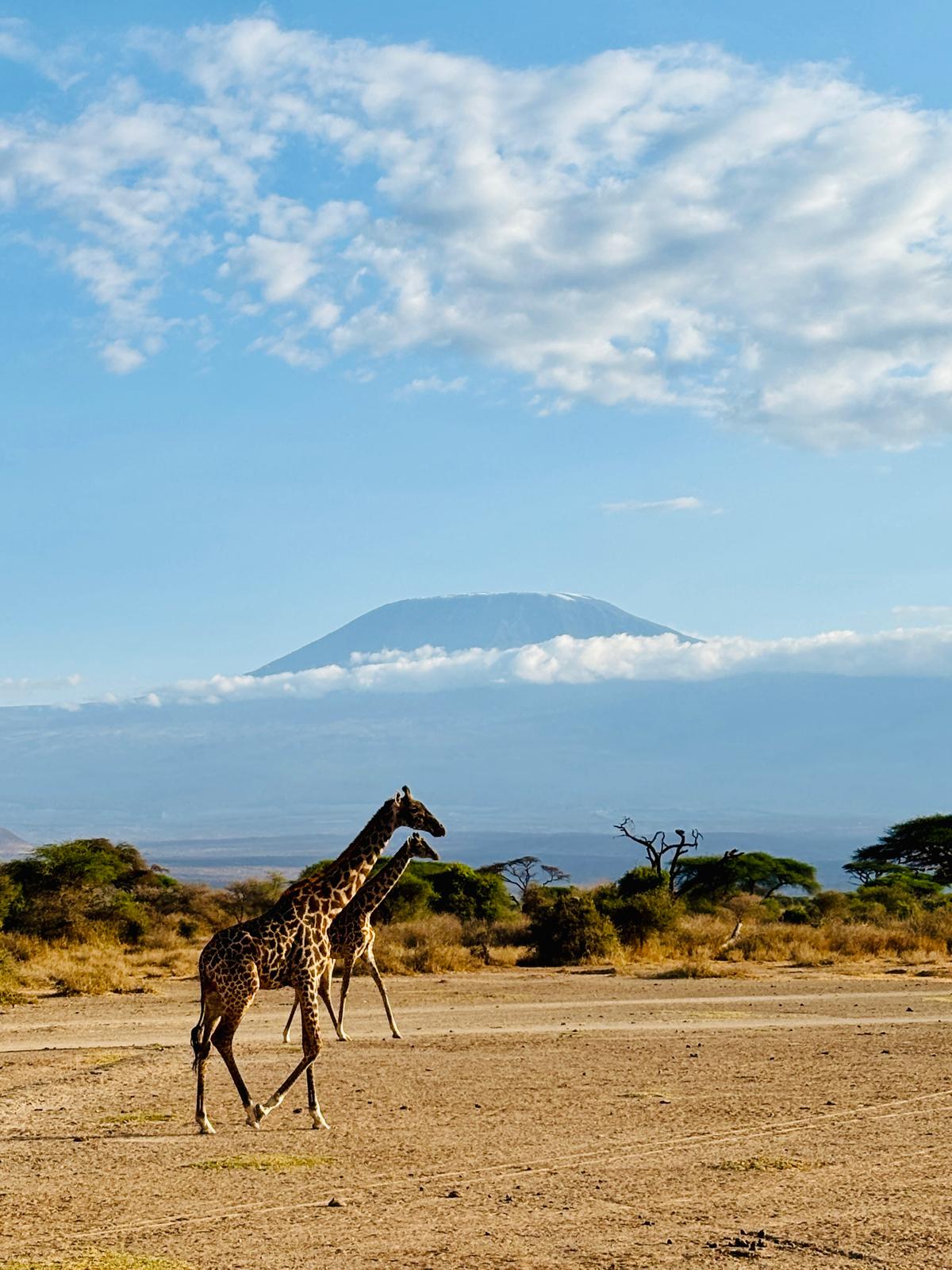 3-TÄGIGE AMBOSELI-BUDGET-SAFARI