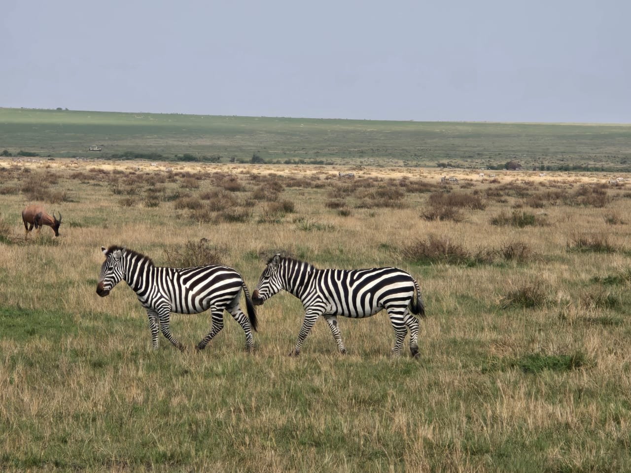 4-Day Masai Mara, Lake Nakuru Private Safari
