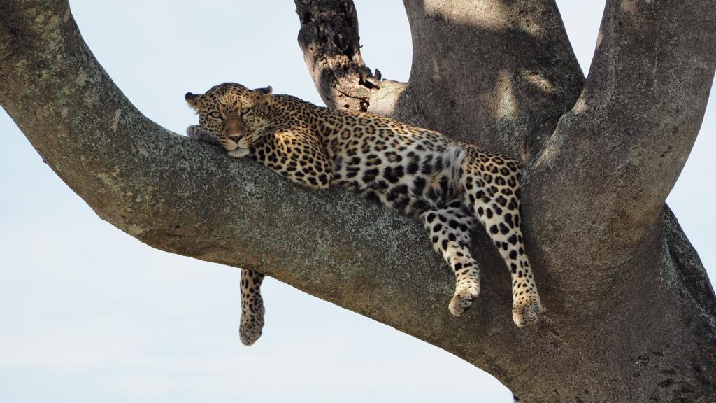 4-Day Masai Mara, Lake Nakuru Budget Safari