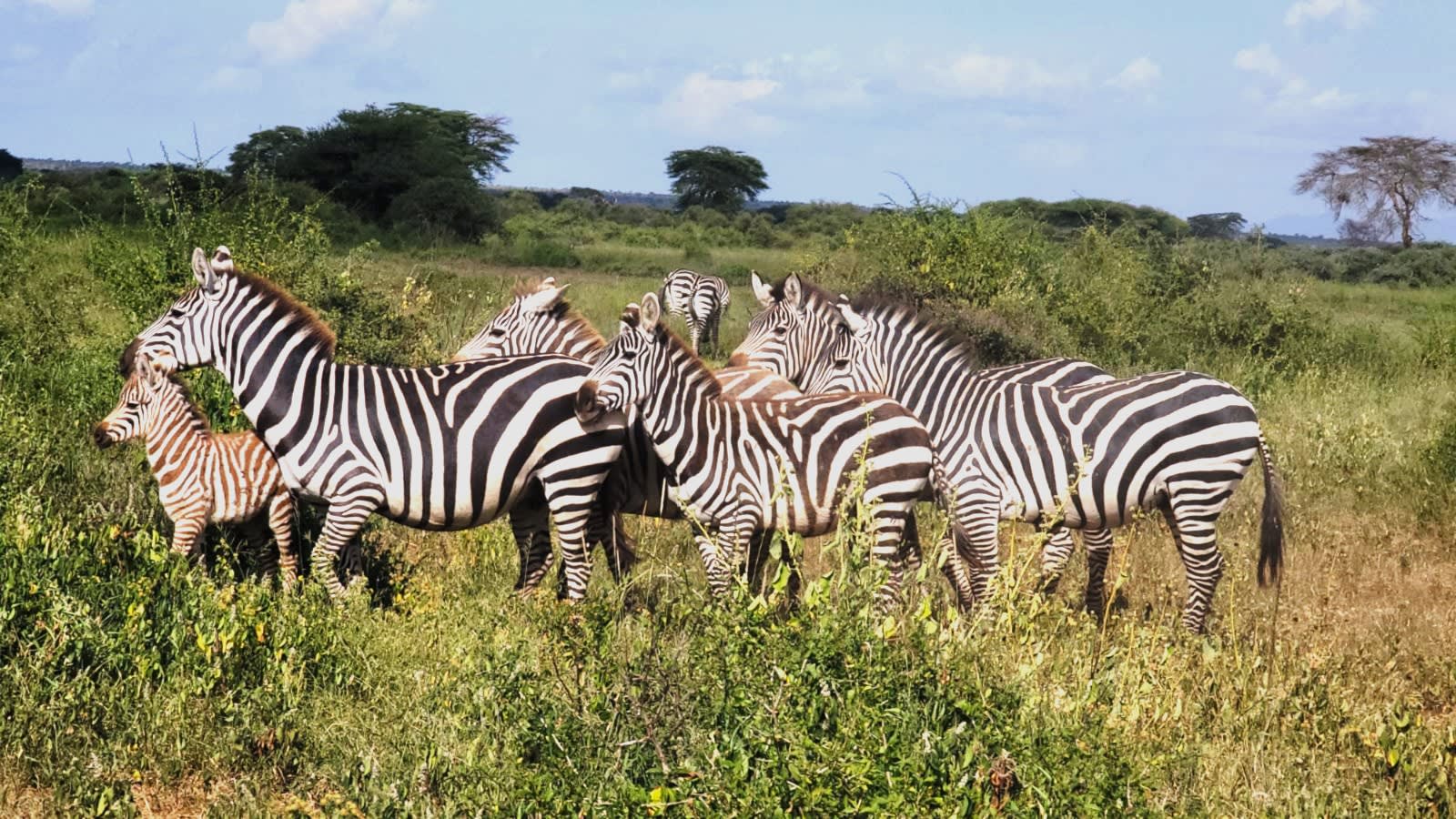 6-Day Great Shared Safari Experience – Masai Mara, Lake Nakuru & Amboseli