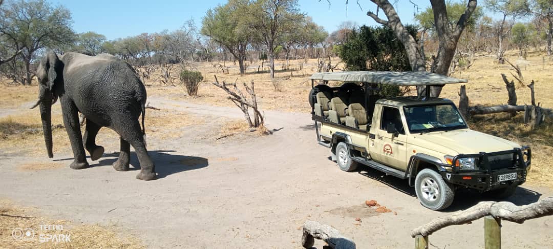 3-Day 3-Day Full Catered Mobile Safari Moremi Game Reserve
