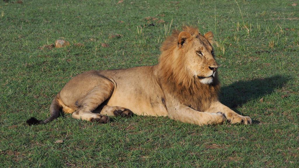 7-Day Private Safari Lake Naivasha/Hell's Gate, Lake Nakuru, Ol pejeta Conservancy.