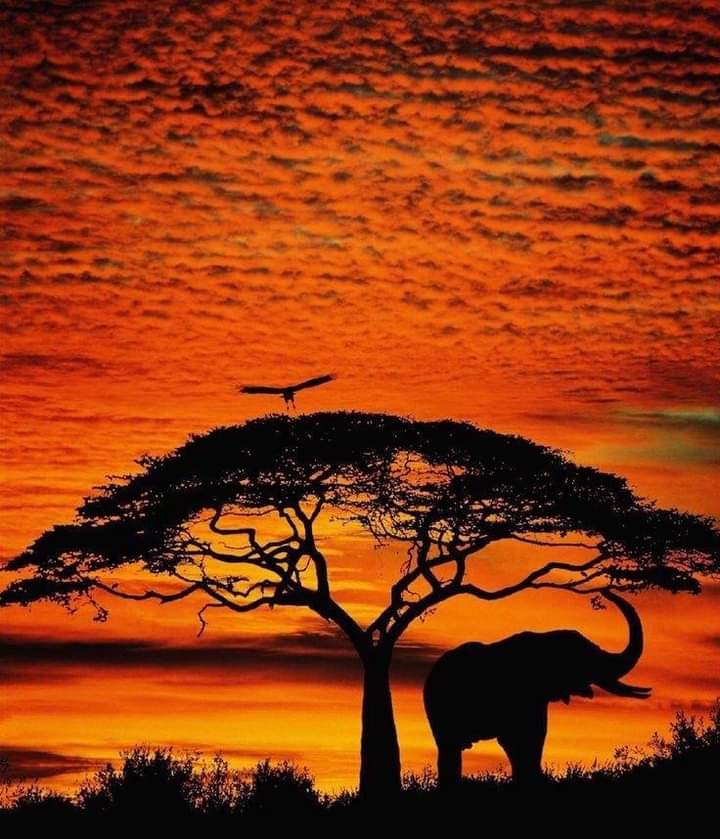 5-Day Masai Mara, Lake Nakuru, Hells Gate/Naivasha Private Safari