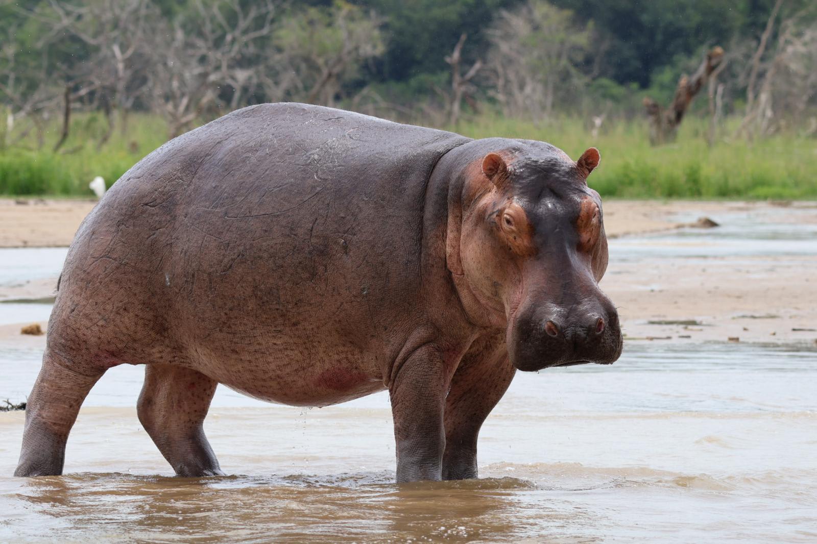 4-Day 3-Day Queen Elizabeth & Lake Mburo National Parks Midrange Safari