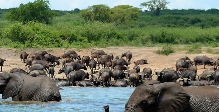 9-Day Uganda Primates & Wildlife Safari