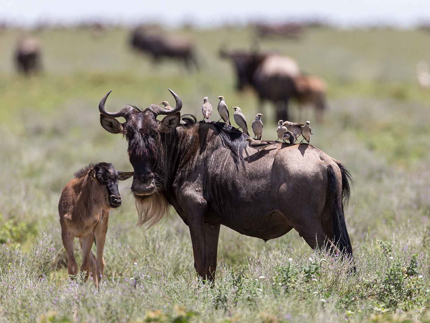 6-Day CALVING SEASON IN SOUTH SERENGETI ( NDUTU AREA)