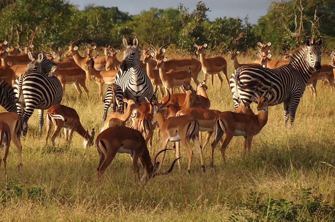 1-Day Mikumi National Park — 1 Day Safari