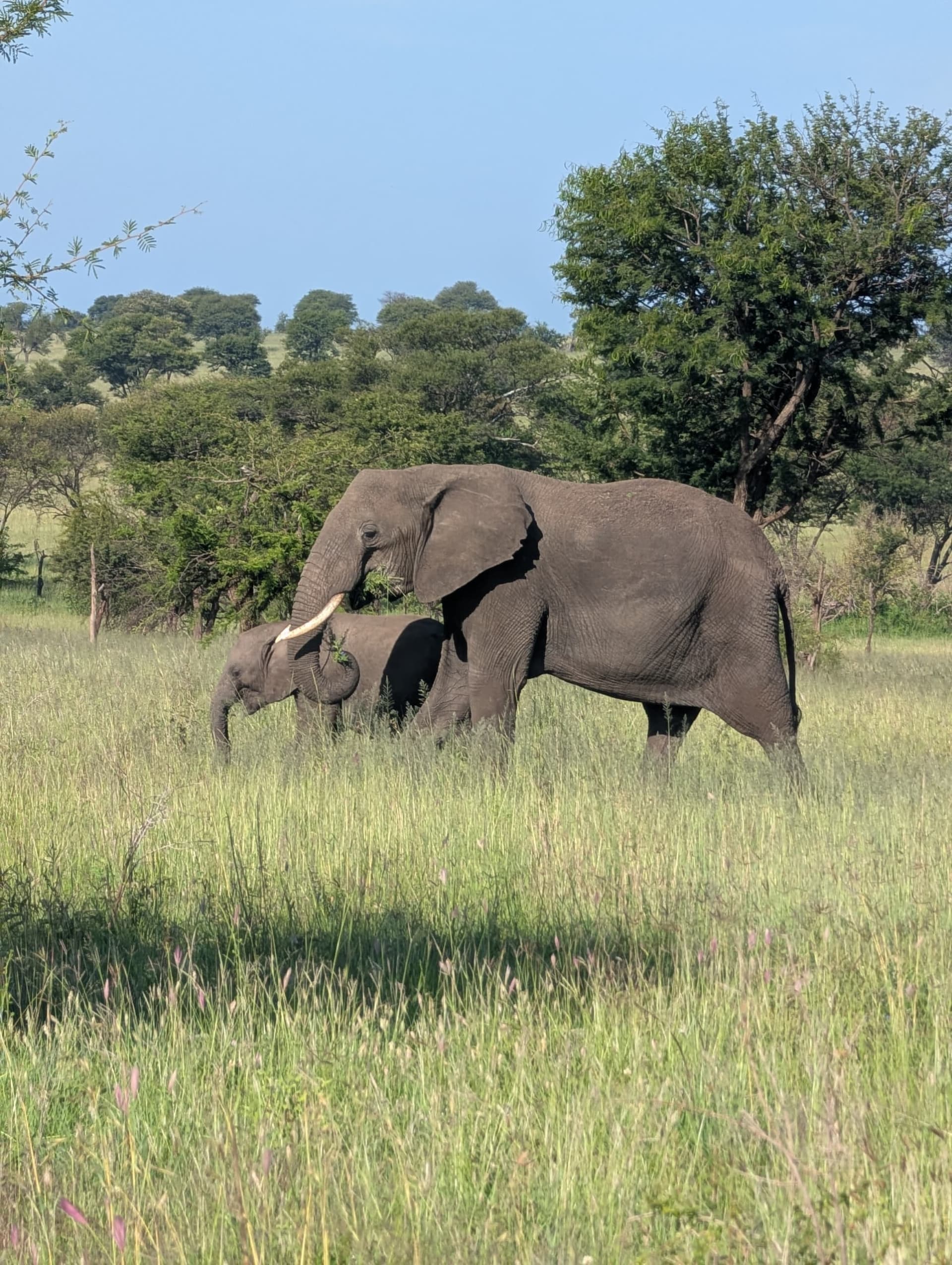 3-Day Fly in Fly out from Zanzibar to Serengeti & Crater