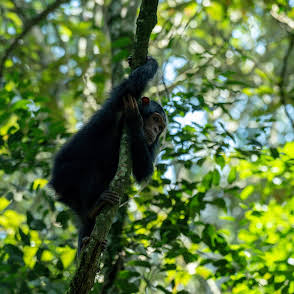 6-Day Uganda Budget Gorillas, Chimps & Wildlife Safari