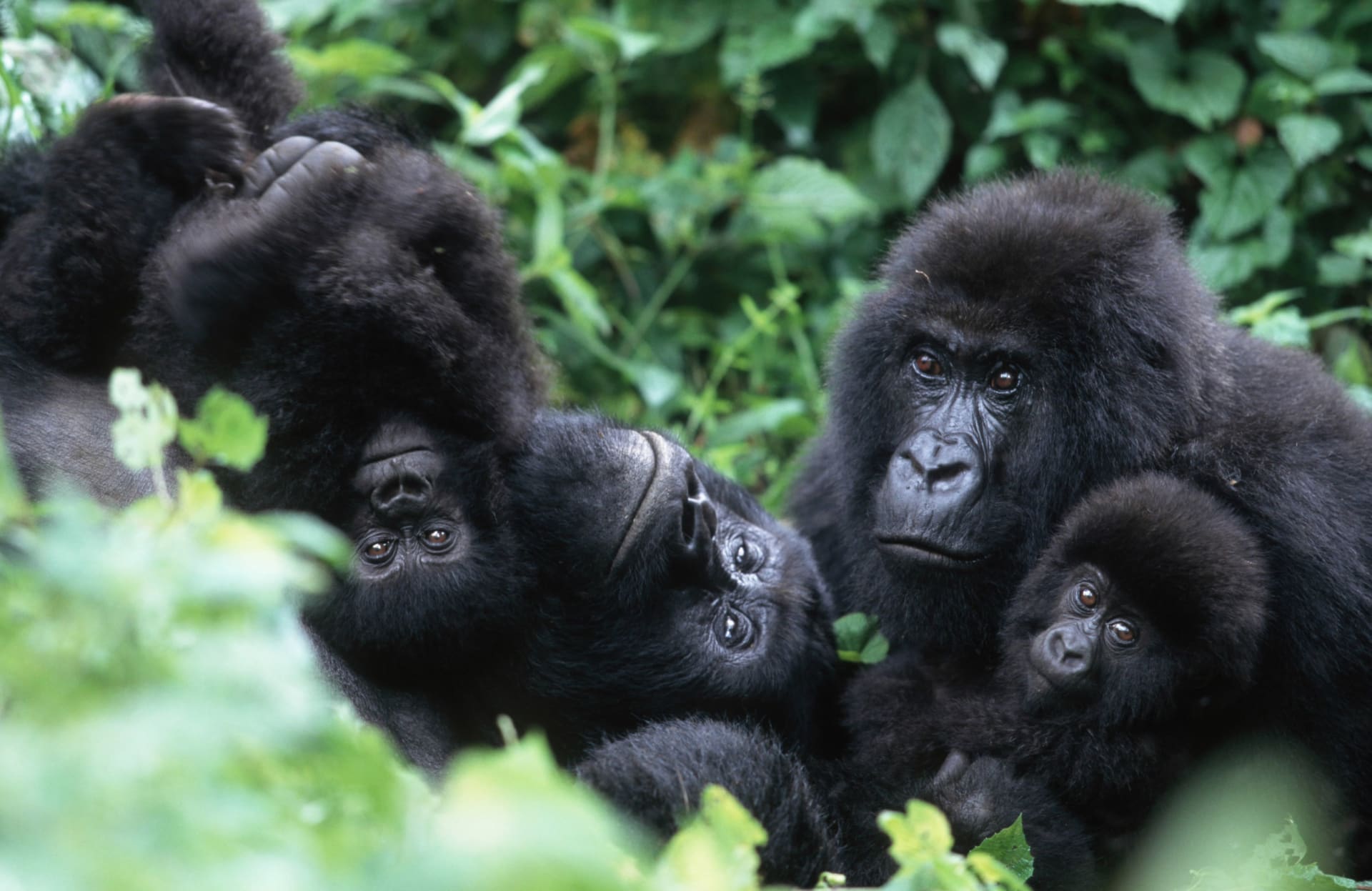 4-Day Exciting Gorilla and Chimpanzee Tracking