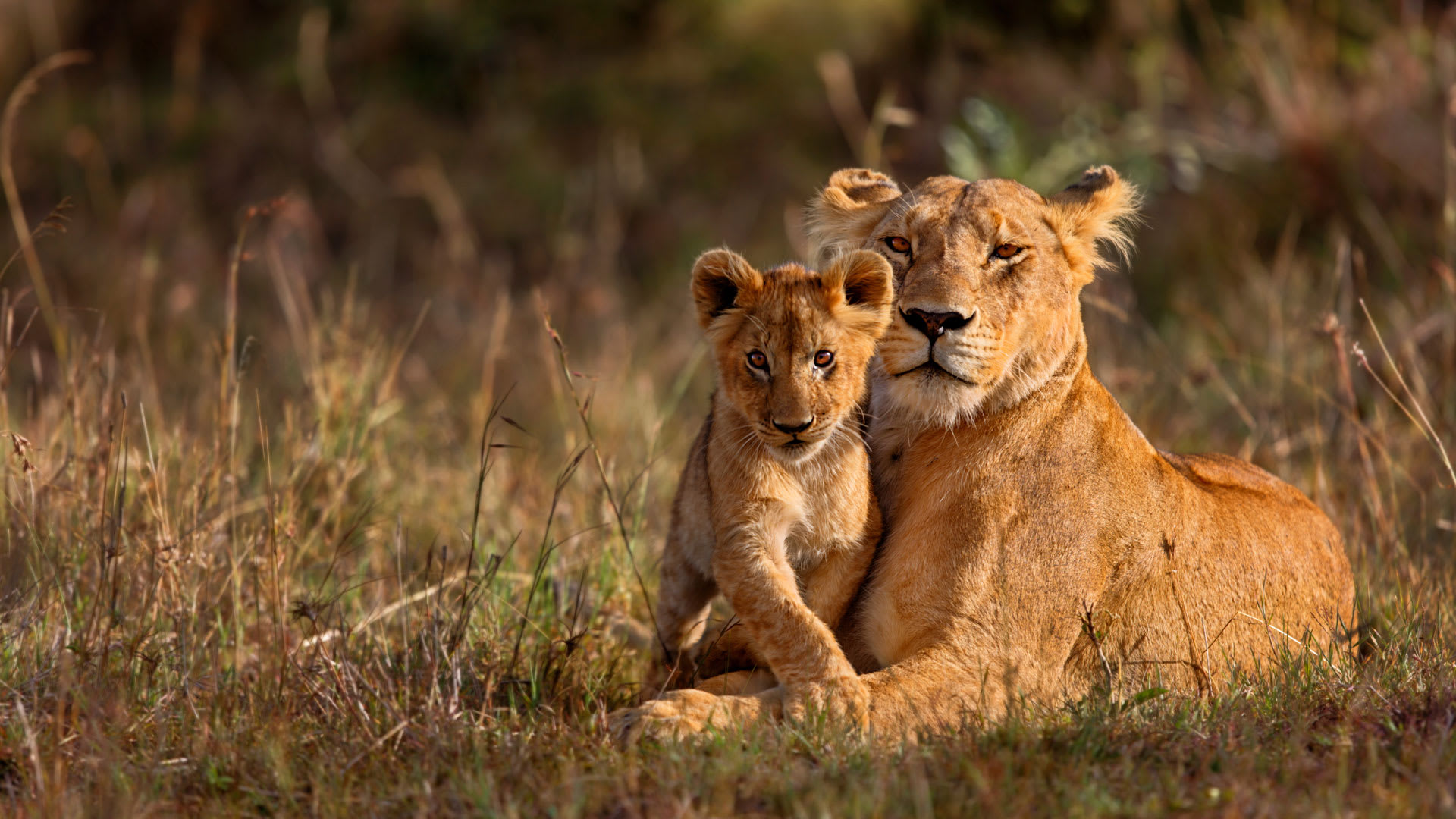 4-Day The Best of Tanzania - Wildlife Experience