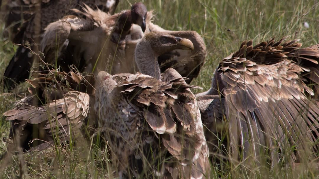 Serengeti National Park