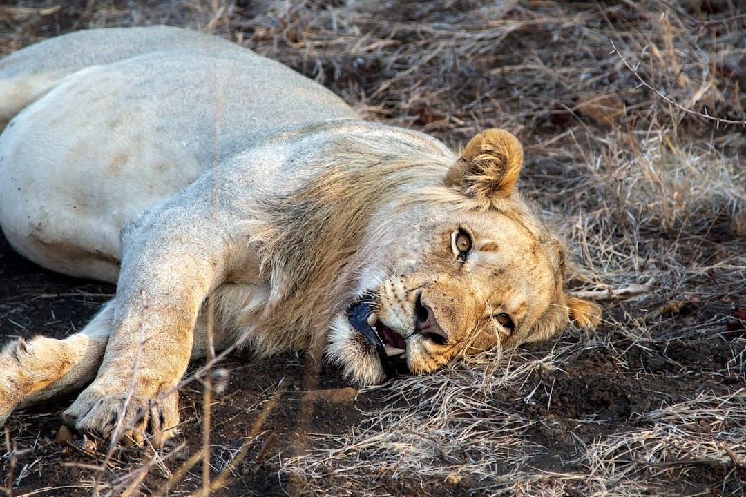 Madikwe Game Reserve