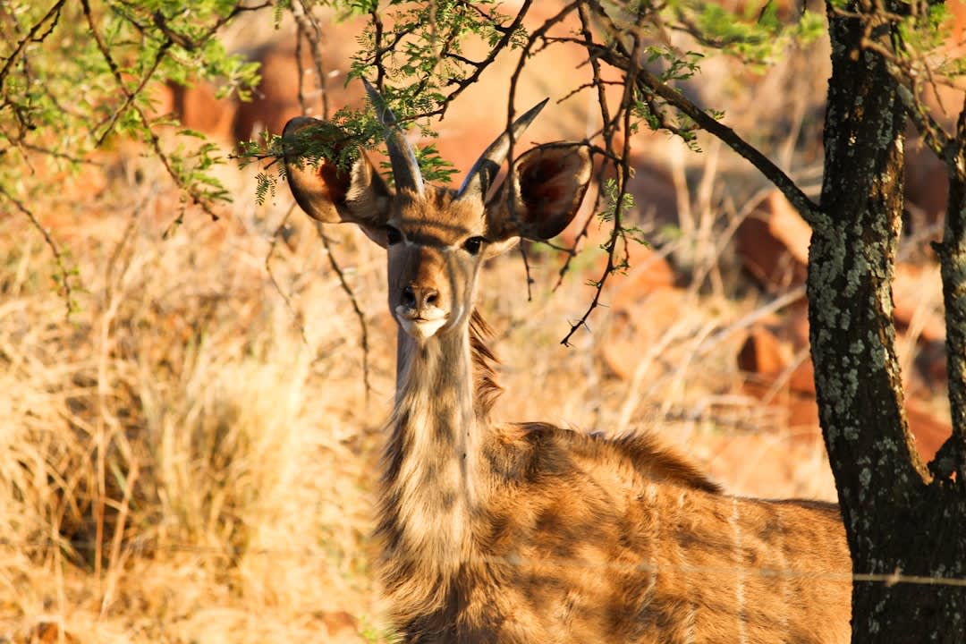 Phinda Private Game Reserve