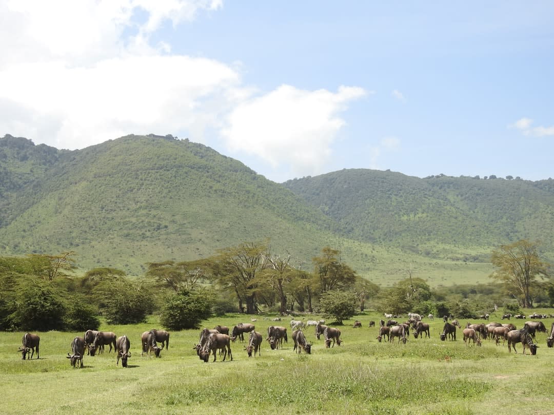 Udzungwa Mountains National Park