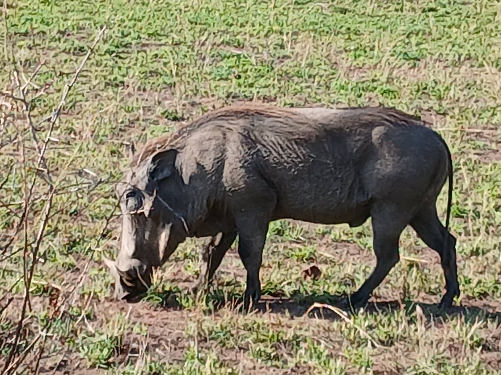 4-Day Tanzania Safari to Tarangire, Lake Natron, Ngorongoro & Manyara