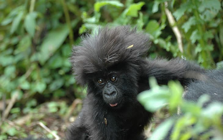 8-Day Day Murchison Falls, Chimpanzee, Gorilla and Queen Elizabeth
