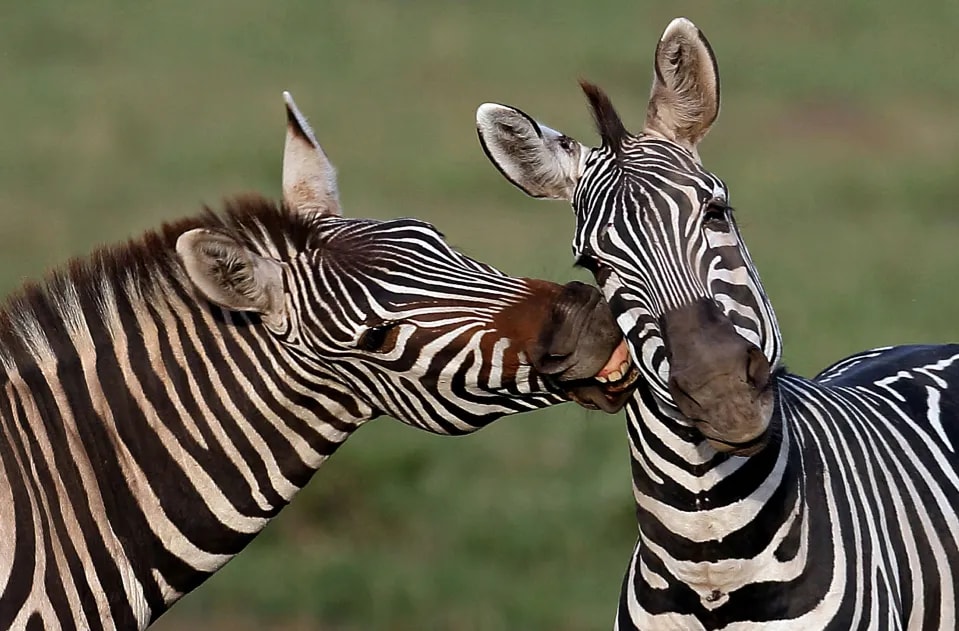 3-Day Magical Ziwani & Saltlick safari