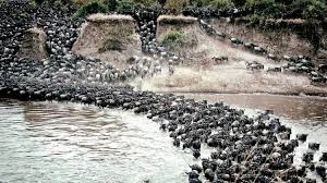 7-Day Great Migration Experience at Mara River Crossing Safari