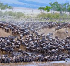 6-Day Great Migration Experience at Mara River Crossing Safari