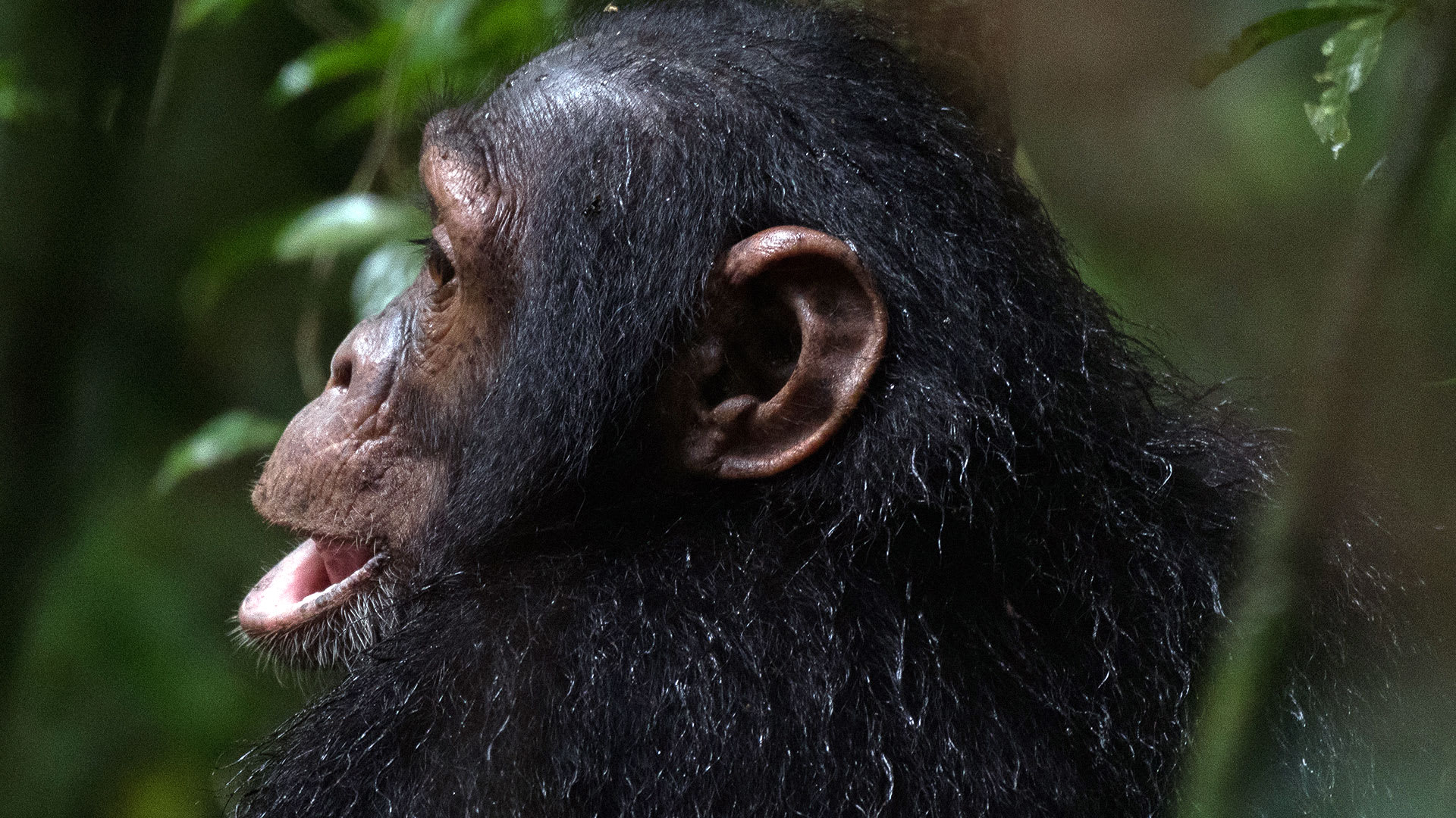 7-Day Chimpanzee, Gorillas and Big 5 Safari Uganda