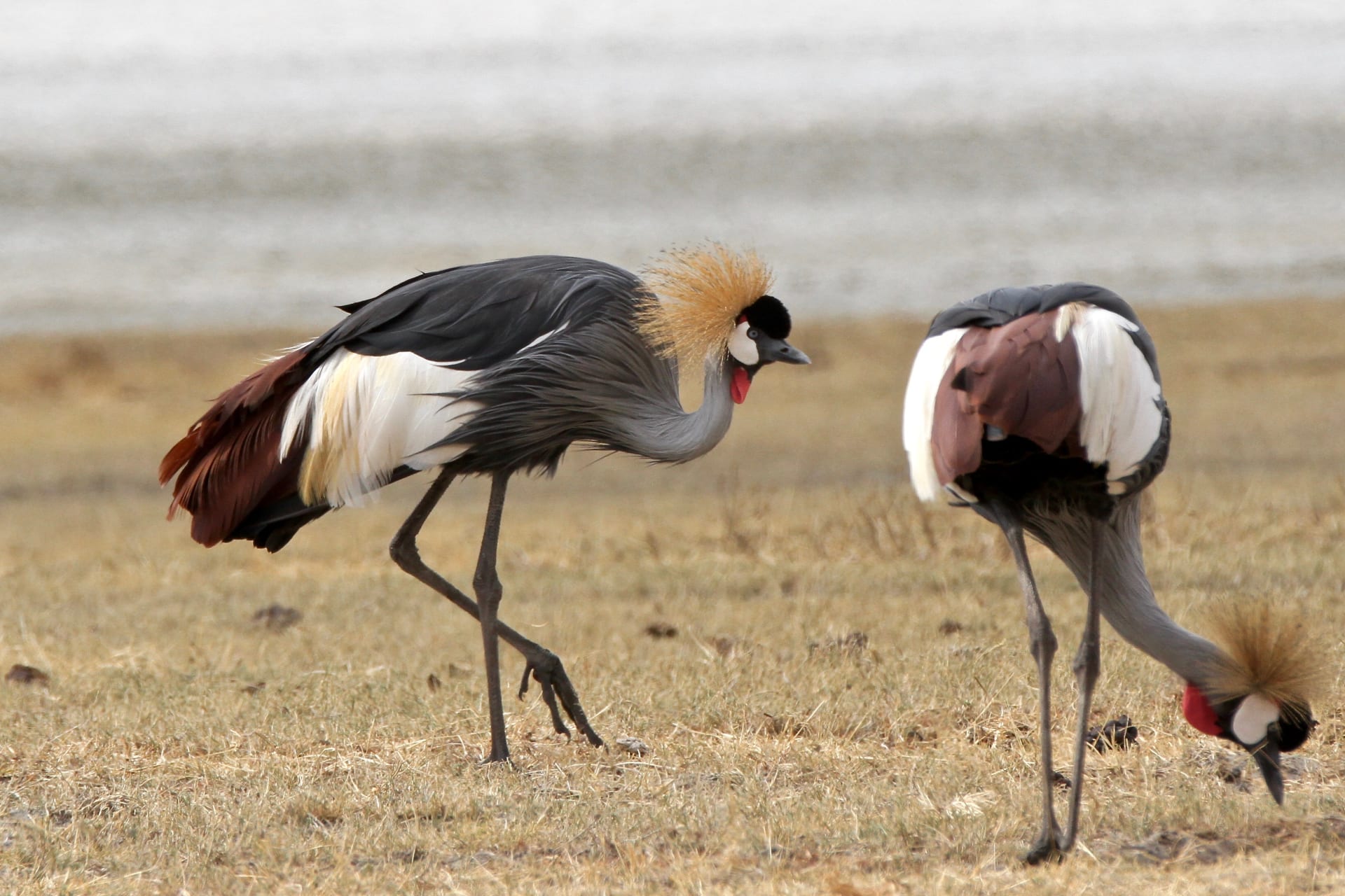 3-Day Nyerere National Park