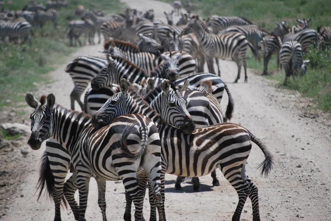 2-Day Escape to Mikumi National Park