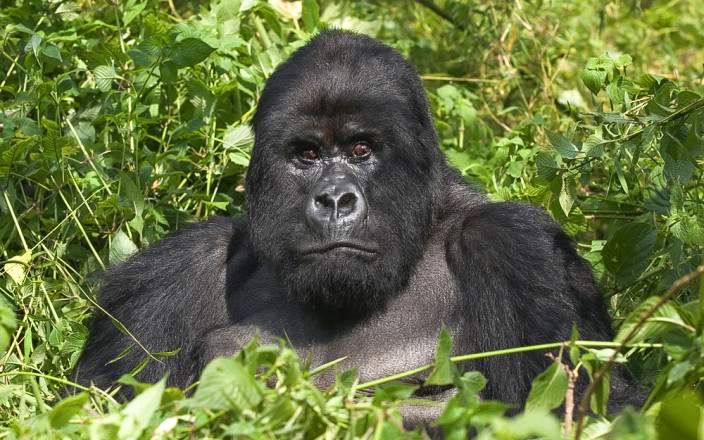 2-Day 3-Day Mount Bisoke Climbing Tour – Rwanda’s Volcanic Peak