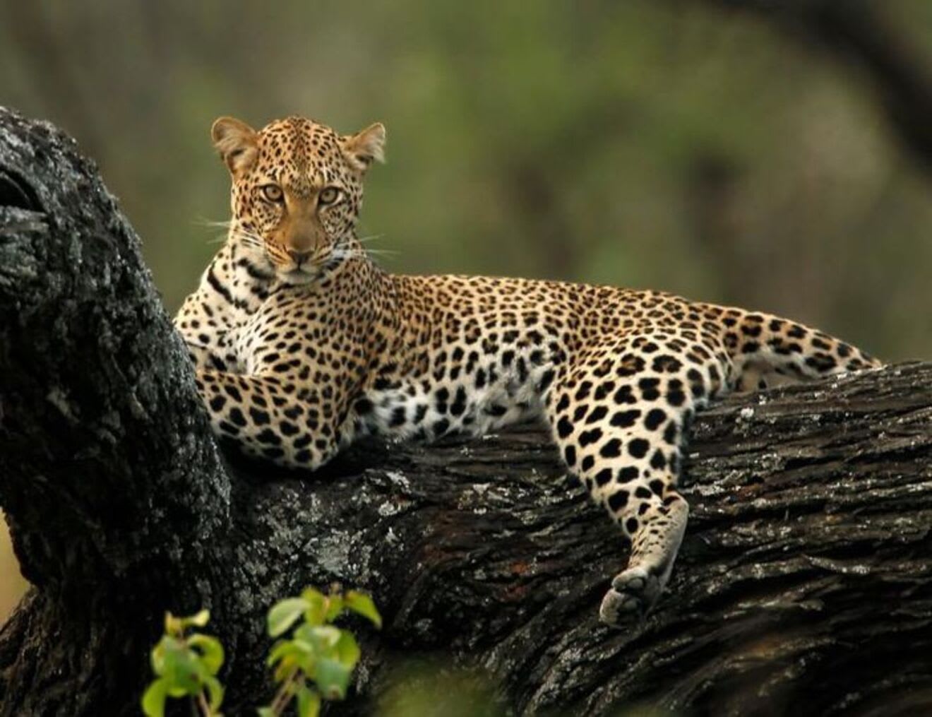 5-Day 5-Day Living Among Lions - Mid-Range