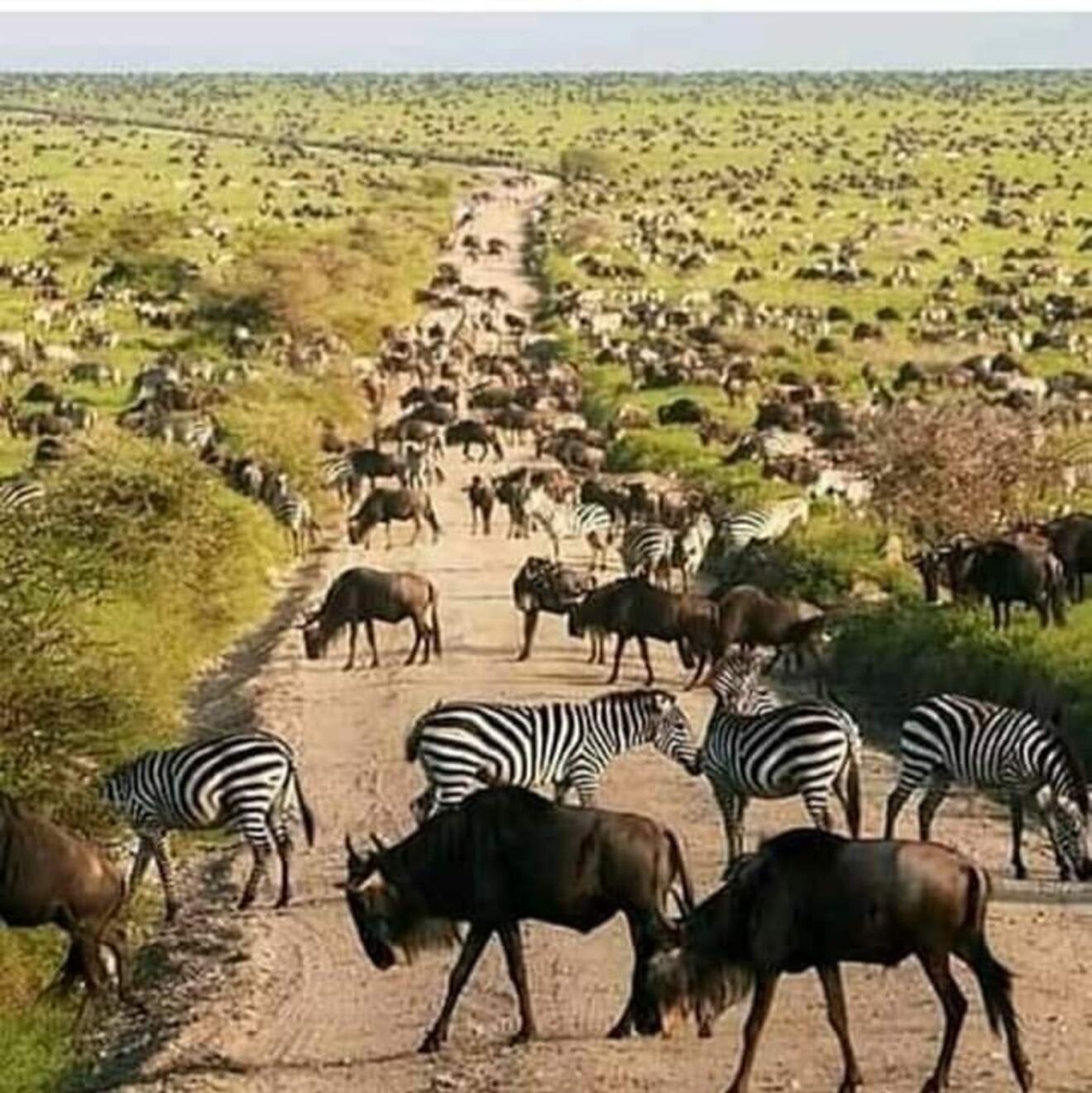 3-Day Affordable Serengeti Wildebeest Calving Season