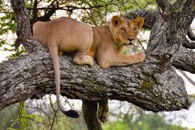 7-Day Serengeti Wildebeest Migration Camping Safari