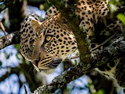 5-Day 5 Days / 4 Nights Mid-Range Tanzania Safari
