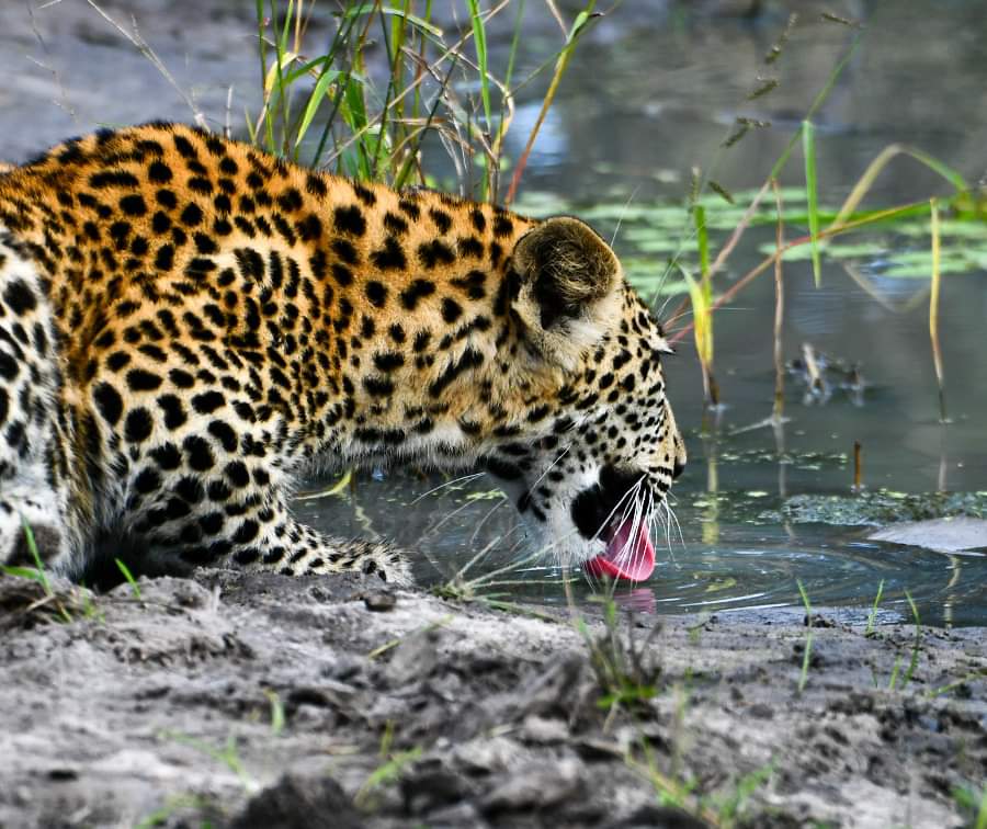 6-Day 6-Day Luxury Northern Tanzania Birdwatching & Honeymoon Safari