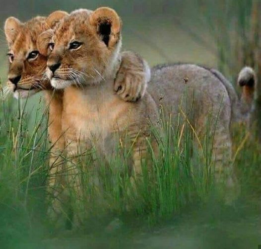 8-Day Great Migration Safari