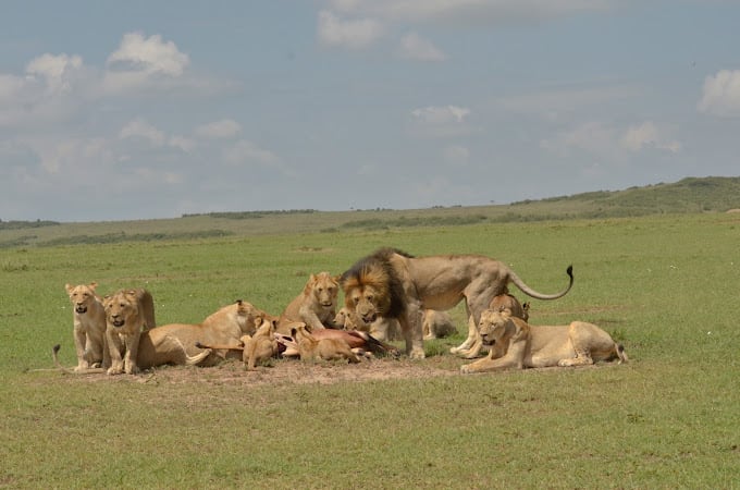 5-Day Tanzania Wildlife Safari