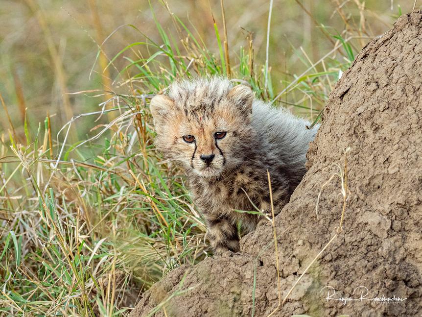 6-Day 6 DAYS TANZANIA WILDLIFE SAFARI