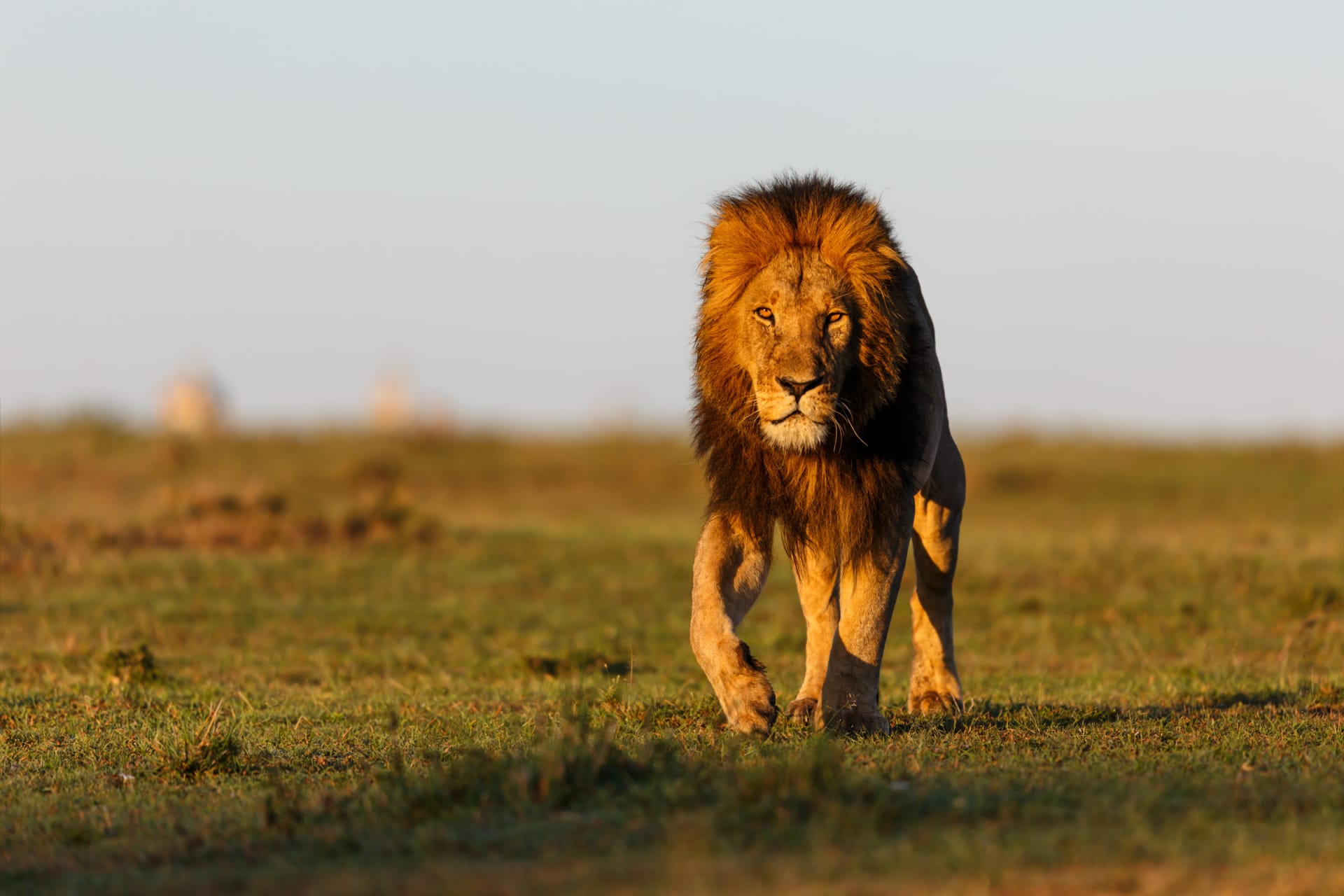 8-Day Tanzania best of Wildlife- Luxury Safari