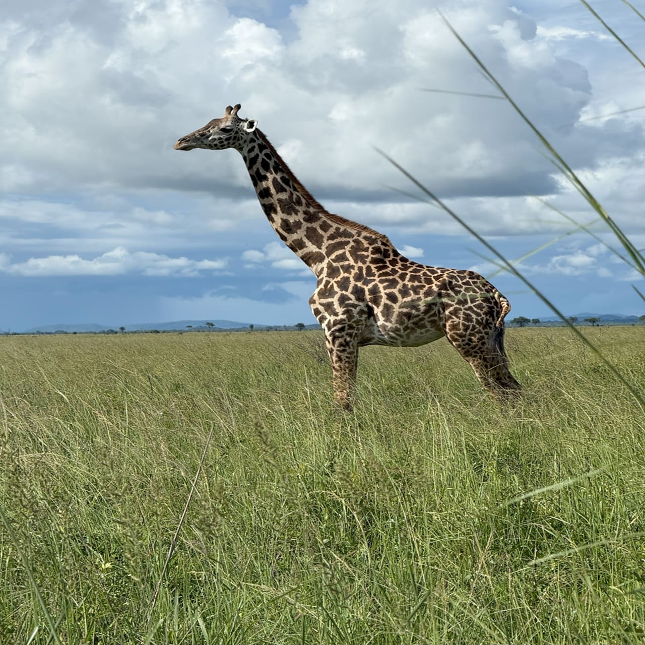 3-Day Selous (Nyerere NP)Boat, Game Drive&Walking Safari