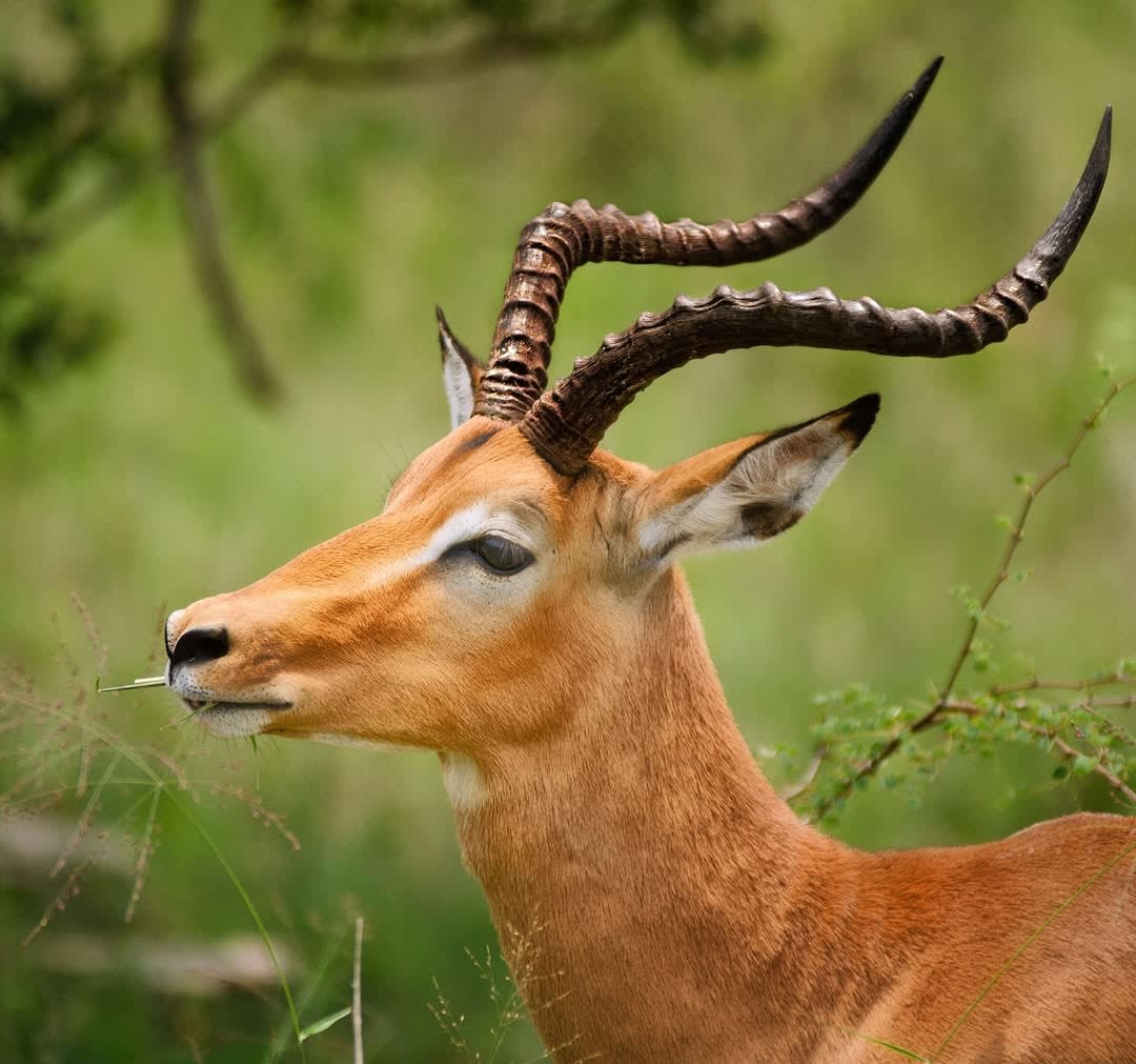 12-Day Serengeti Great Migration River Crossing & Zanzibar Beach Escape
