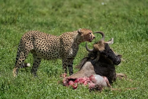 10-Day Wildlife Safari in Northern Tanzania & Beach Holiday in Zanzibar Islands