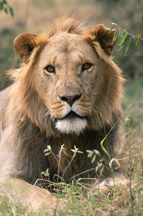 6-Day Discover Tanzania’s Legendary Wildlife & National Parks
