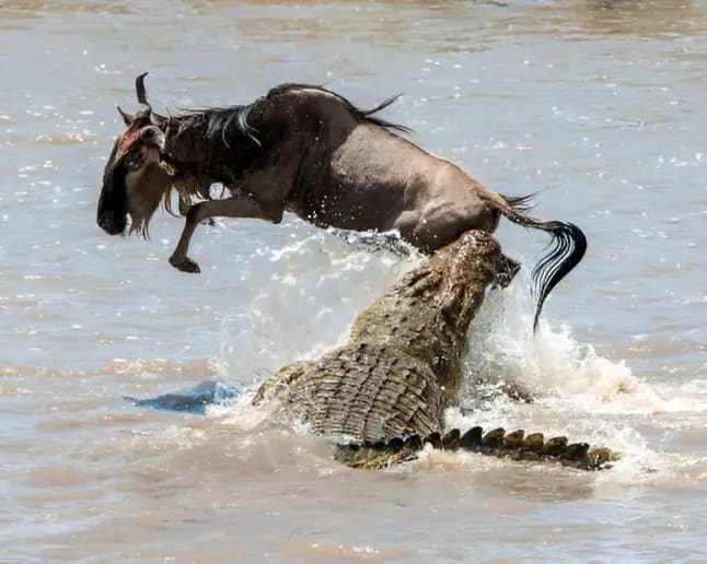 7-Day Unforgettable Safari Experience in Tanzania - Explore Great Migration Crossing Mara River