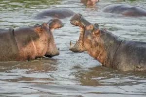 3-Day Explore Ngorongoro Crater & Other National Parks Flying-In from Zanzibar