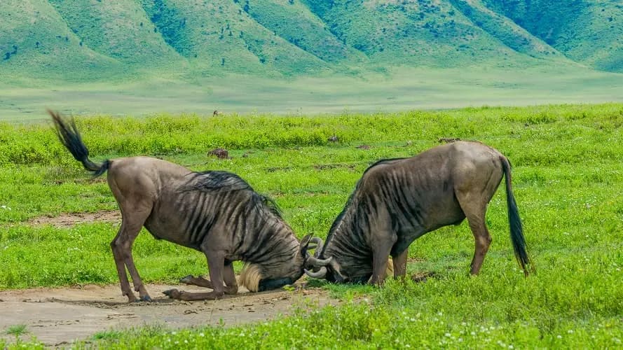 4-Day Luxury Safari in Tanzania iconic Wildlife National Parks