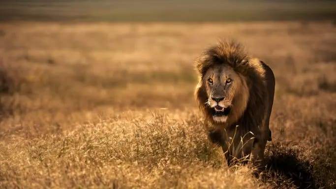 7-Day Lifetime Safari Experience in Serengeti & Other Wonderful National Parks in Tanzania