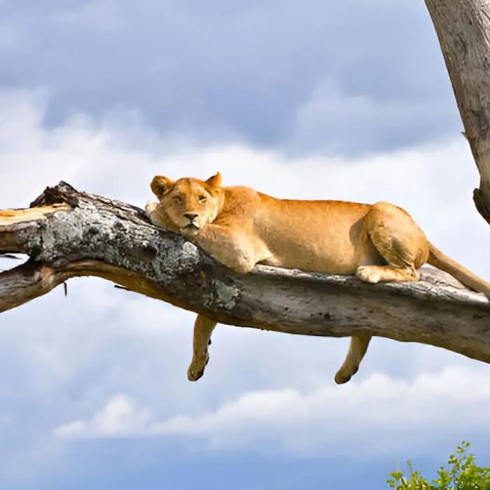 3-Day Safari Fly-In & Out from Zanzibar to Serengeti National Park