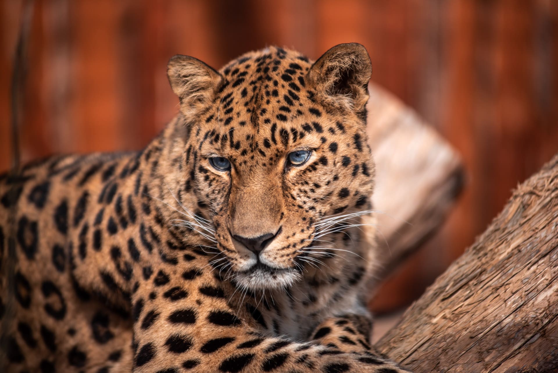 6-Day Tanzania Luxury Wildlife Safari – 6 Days of Big Five Adventure
