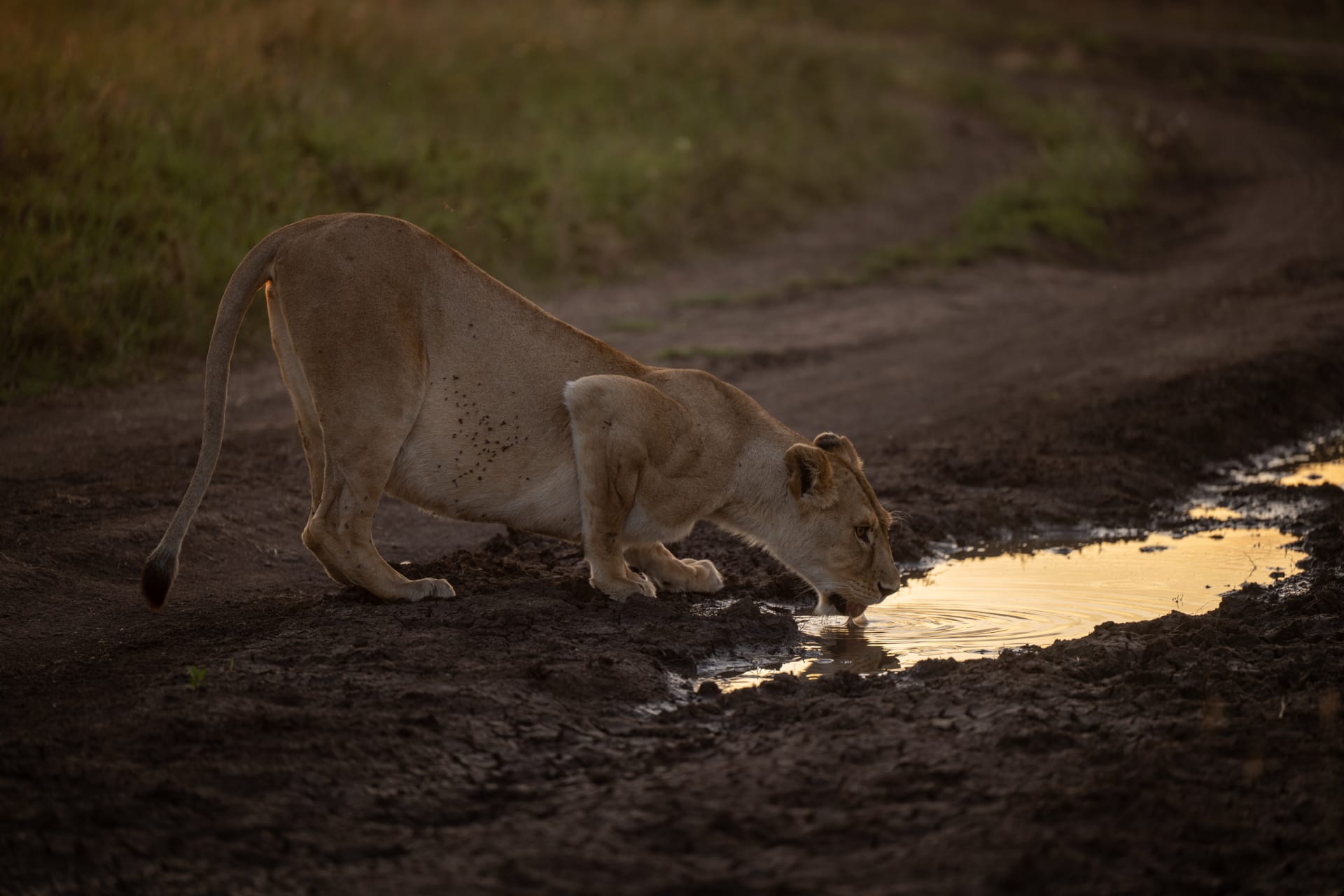 6-Day TANZANIA WILDLIFE SAFARI
