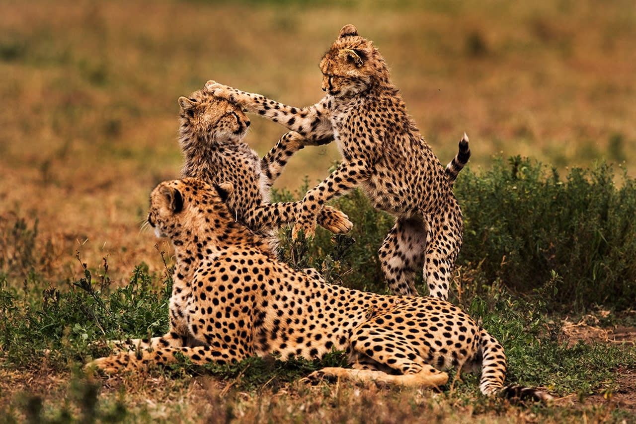 12-Day Premium Luxury Safari & Beach Holiday – Tanzania